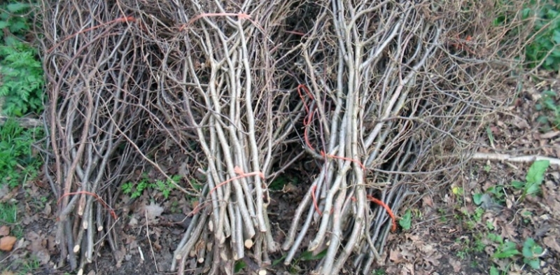 Ridicare deseuri vegetale in UAT ALESD