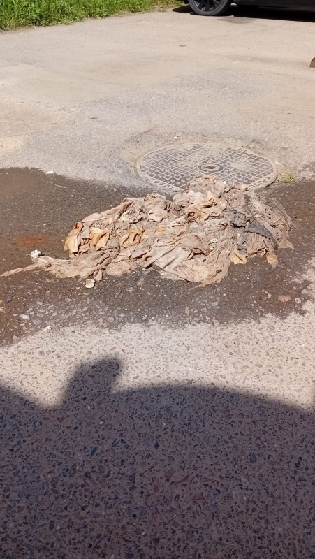 TOALETA SI CANALIZAREA NU SUNT COS DE GUNOI!